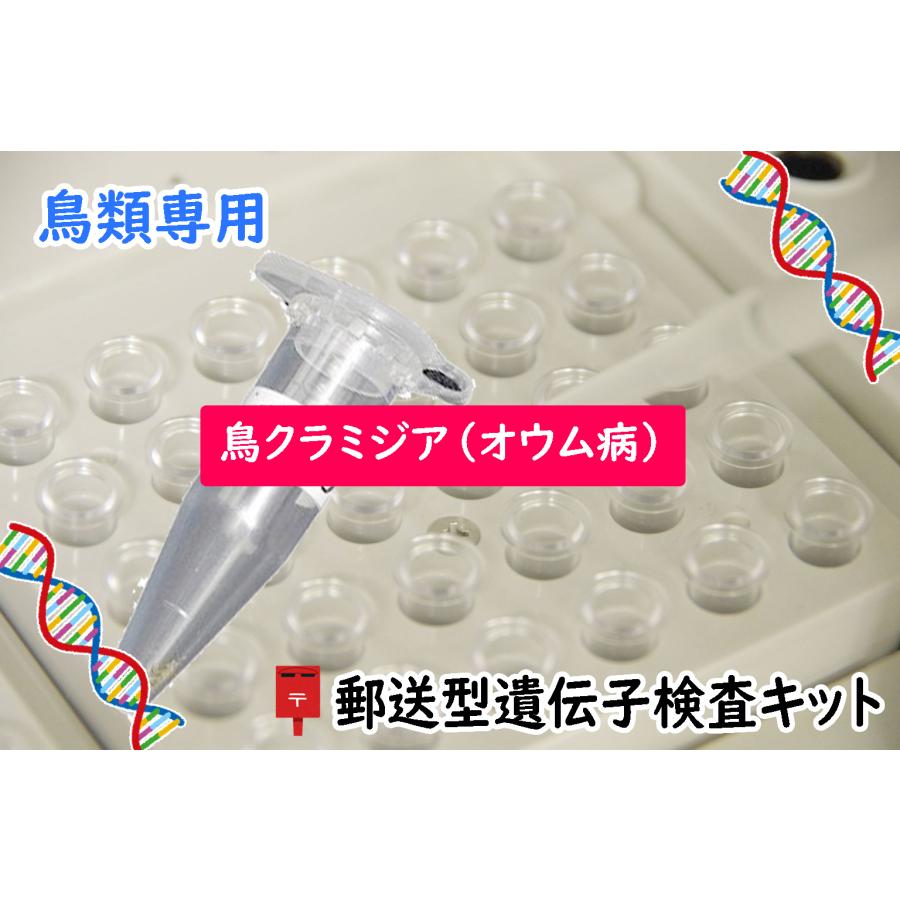 自宅で遺伝子検査・郵送型】小鳥の遺伝子検査キット 鳥