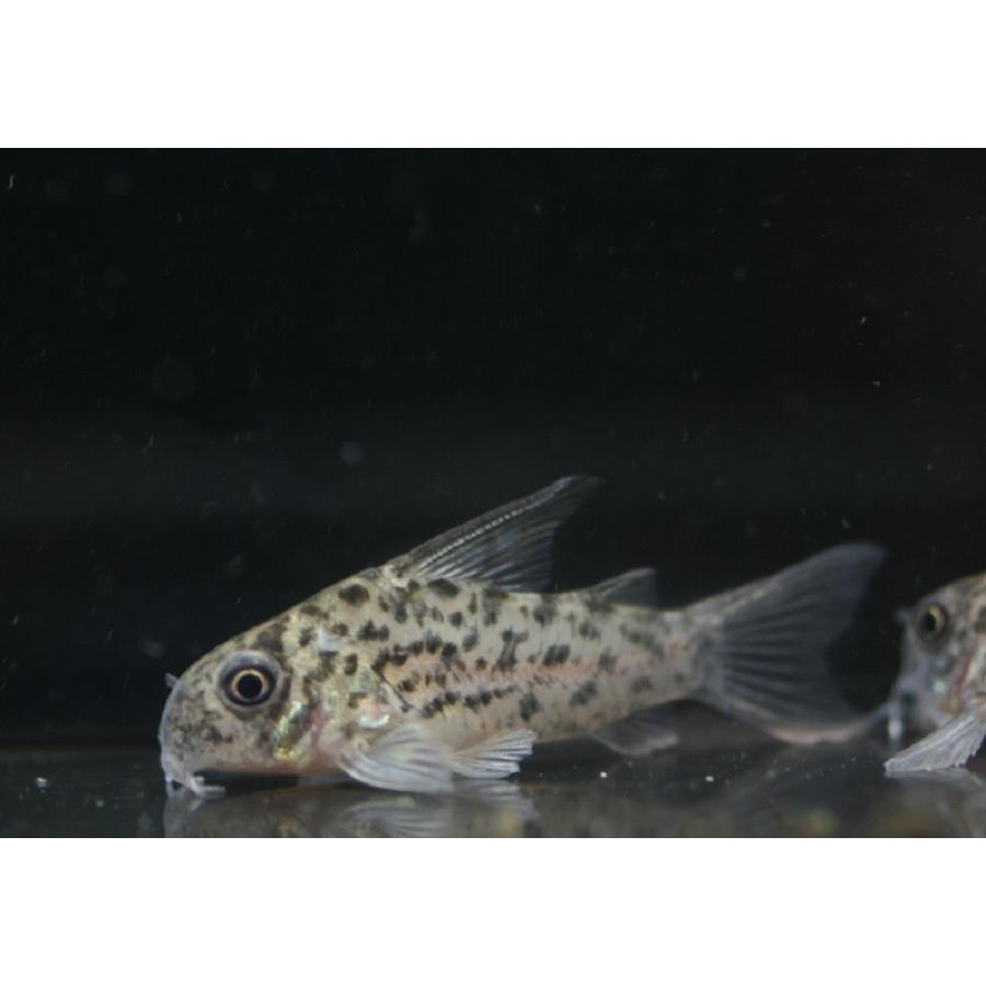 Co ロレトエンシス 3 4cm程度 1匹 未来アクアリウムヤフー店 通販 Yahoo ショッピング