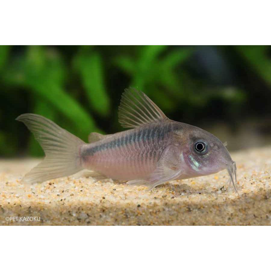 コリドラス ラバウティ 1匹 観賞魚 魚 アクアリウム 熱帯魚 ペット 未来アクアリウムヤフー店 通販 Yahoo ショッピング