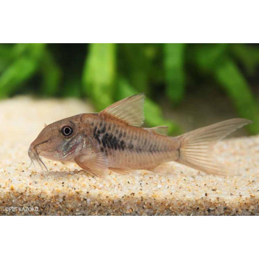 コリドラス セプテントリオナリス 1匹 未来アクアリウムヤフー店 通販 Yahoo ショッピング