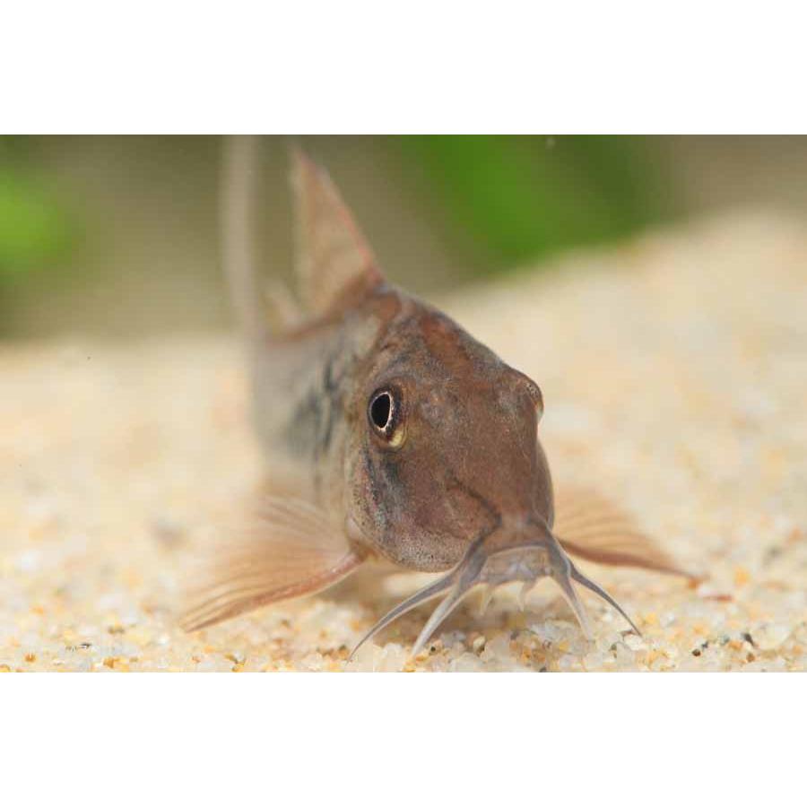 コリドラス セプテントリオナリス 1匹 未来アクアリウムヤフー店 通販 Yahoo ショッピング