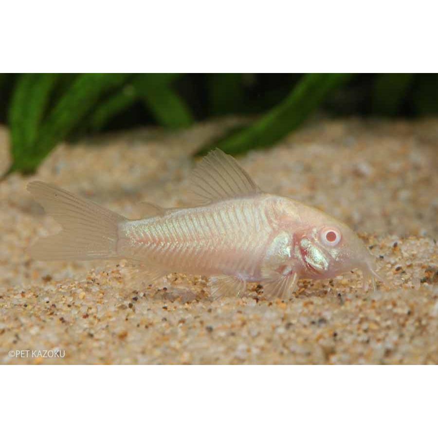 コリドラス アルビノアエネウス 3匹 2 3cm程度 未来アクアリウムヤフー店 通販 Yahoo ショッピング
