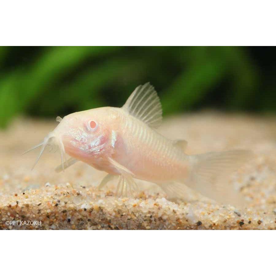 コリドラス アルビノアエネウス 3匹 2 3cm程度 未来アクアリウムヤフー店 通販 Yahoo ショッピング