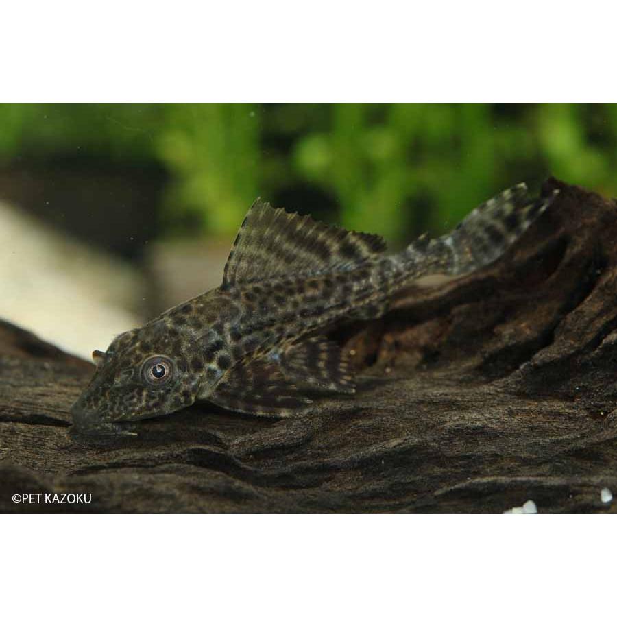 サッカープレコ 1匹 未来アクアリウムヤフー店 通販 Yahoo ショッピング