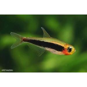 トゥッカーノテトラ リオネグロ 5匹 1 1 5cm程度 未来アクアリウムヤフー店 通販 Yahoo ショッピング