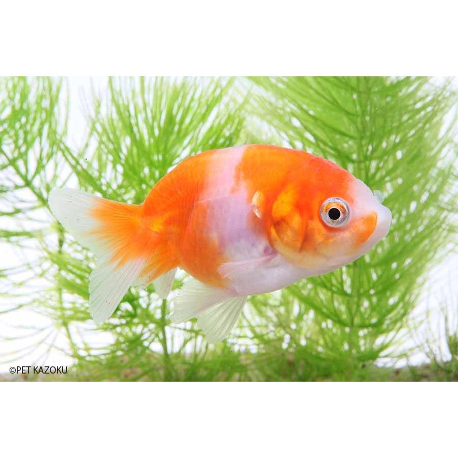 金魚 桜錦 弥富産 未来アクアリウムヤフー店 通販 Yahoo ショッピング