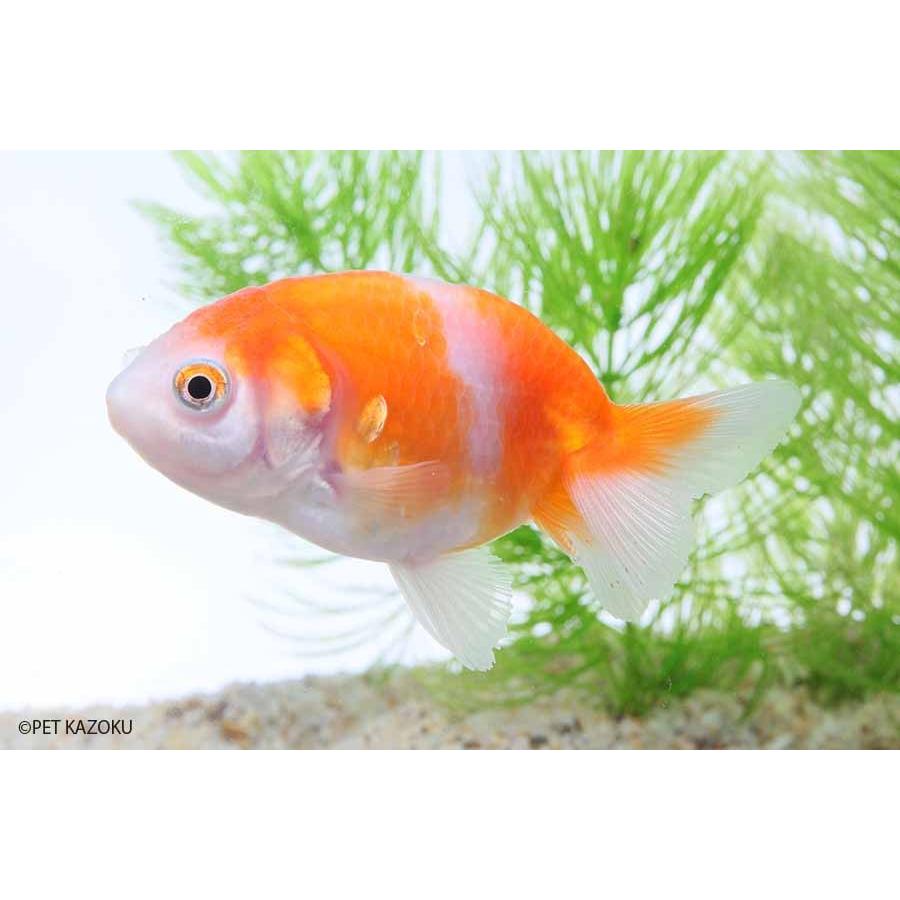 金魚 桜錦 弥富産 未来アクアリウムヤフー店 通販 Yahoo ショッピング