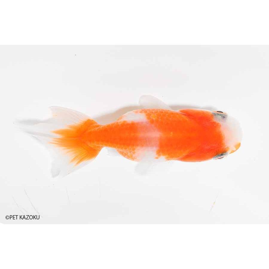 金魚 桜錦 弥富産 未来アクアリウムヤフー店 通販 Yahoo ショッピング