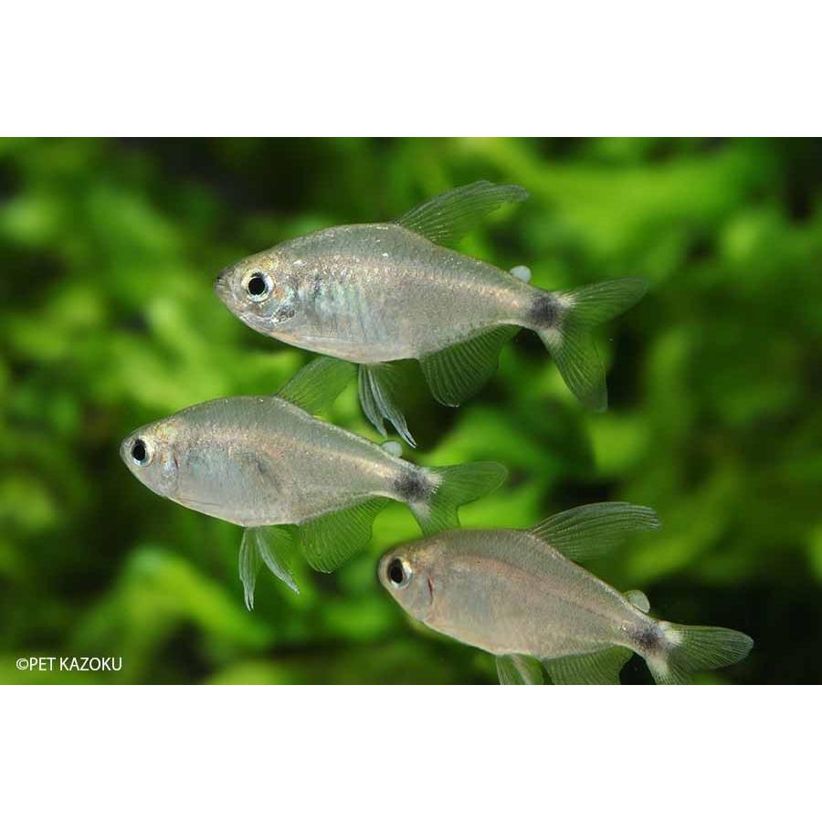 ベールフィンテトラ テトラオーロ 5匹 1 5 2cm程度 未来アクアリウムヤフー店 通販 Yahoo ショッピング