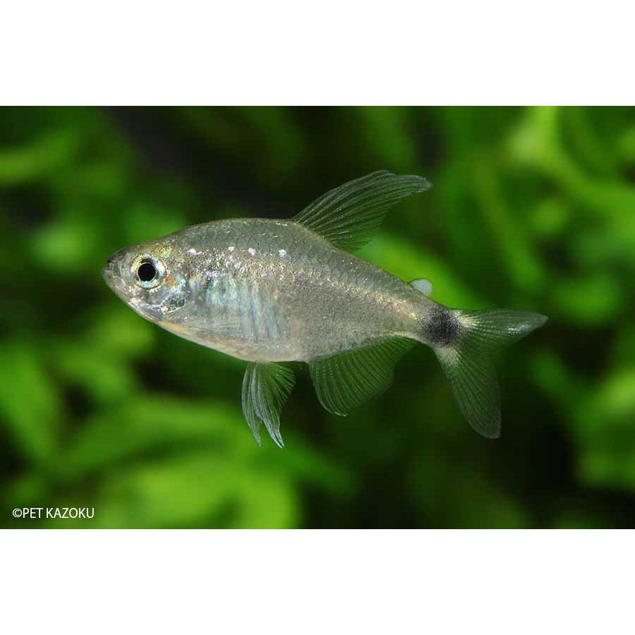 ベールフィンテトラ テトラオーロ 10匹 1 5 2cm程度 未来アクアリウムヤフー店 通販 Yahoo ショッピング