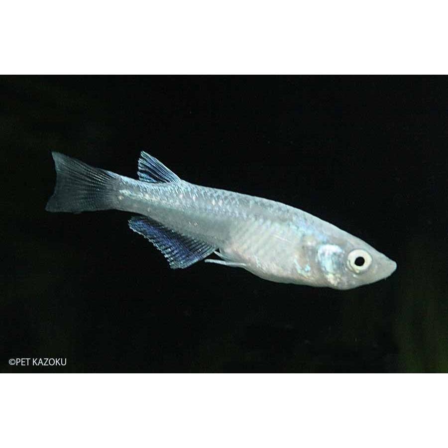 幹之メダカ Sグレード スーパー強光 1匹 2 3cm程度 メダカ 魚 観賞魚 アクアリウム ペット 未来アクアリウムヤフー店 通販 Yahoo ショッピング