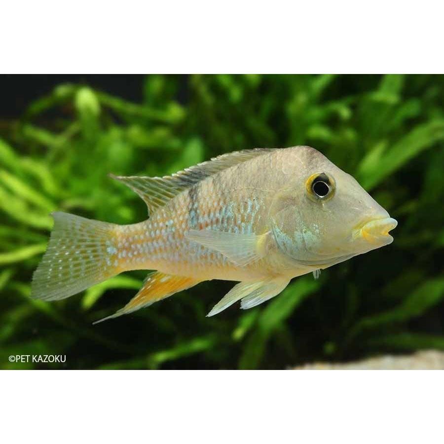 最安値に挑戦 観賞魚生体 独特なフォルムの美しい魚 ゲオファーガス スタインダックネイリー 6 8cm コロンビア便 1匹 Www Threeriversofs Com