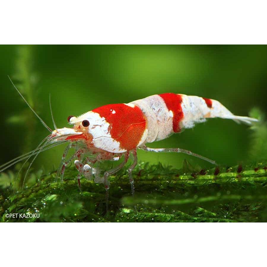 レッドビーシュリンプ 5匹 1 2cm程度 未来アクアリウムヤフー店 通販 Yahoo ショッピング