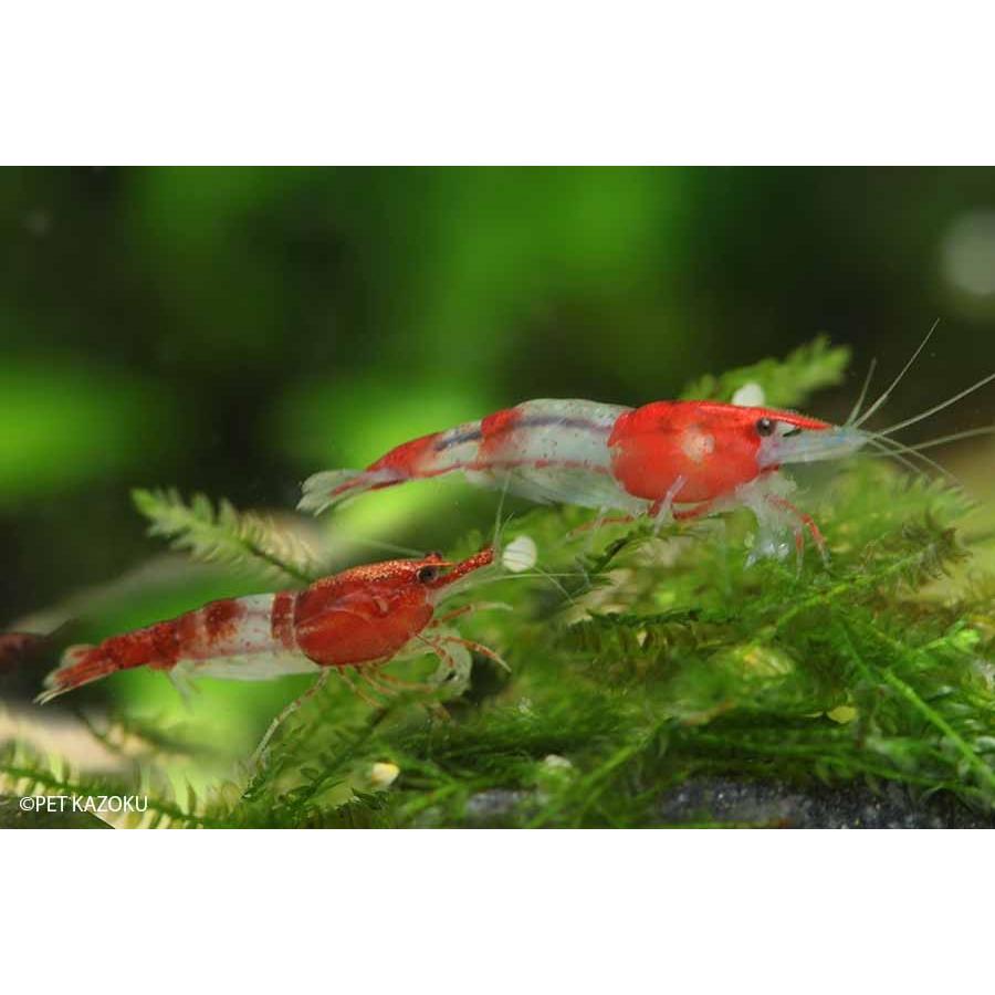 ルリーシュリンプ１０匹セット 繁殖力no 1