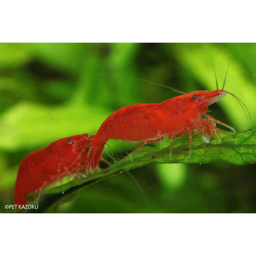 熱帯魚 シュリンプ 海外 スーパーレッドチェリーシュリンプ 5匹