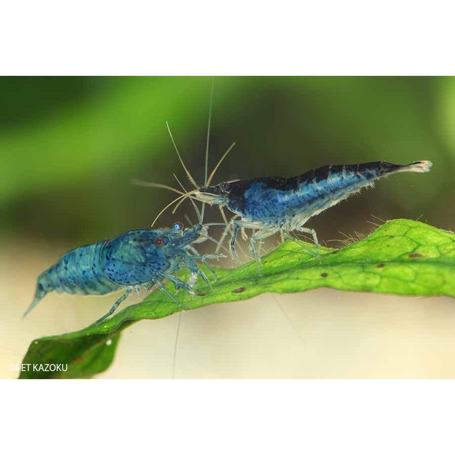 スーパーブルーベルベットシュリンプ 5匹 1 1 5cm程度 未来アクアリウムヤフー店 通販 Yahoo ショッピング