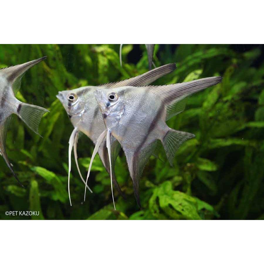 アルタムエンゼル 4匹