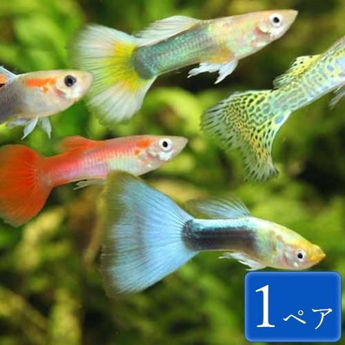 グッピー 色ミックス 1ペア 観賞魚 熱帯魚 未来アクアリウムヤフー店 通販 Yahoo ショッピング