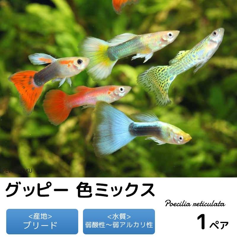 グッピー 色ミックス 1ペア 観賞魚 熱帯魚 未来アクアリウムヤフー店 通販 Yahoo ショッピング