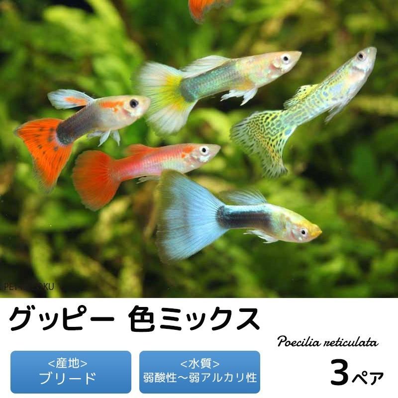 グッピー 色ミックス 3ペア 熱帯魚 観賞魚 1000 未来アクアリウムヤフー店 通販 Yahoo ショッピング