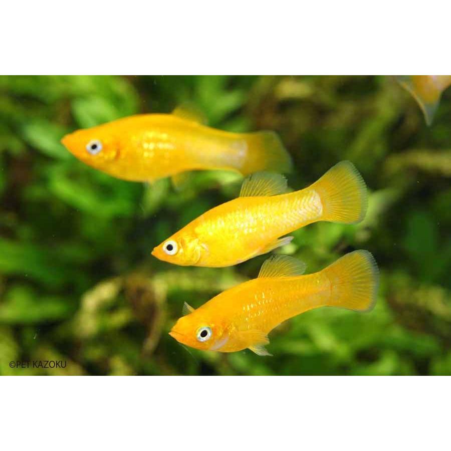 ブラッドオレンジモーリー 1匹 未来アクアリウムヤフー店 通販 Yahoo ショッピング