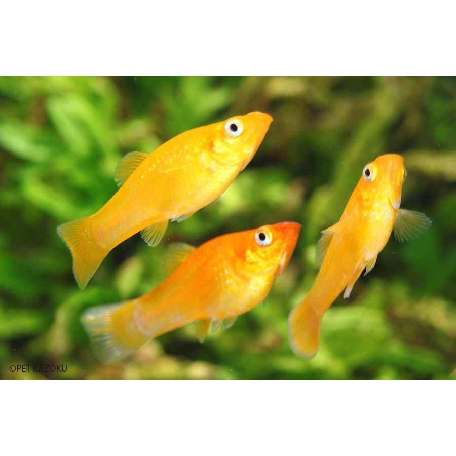 ブラッドオレンジモーリー 1匹 未来アクアリウムヤフー店 通販 Yahoo ショッピング