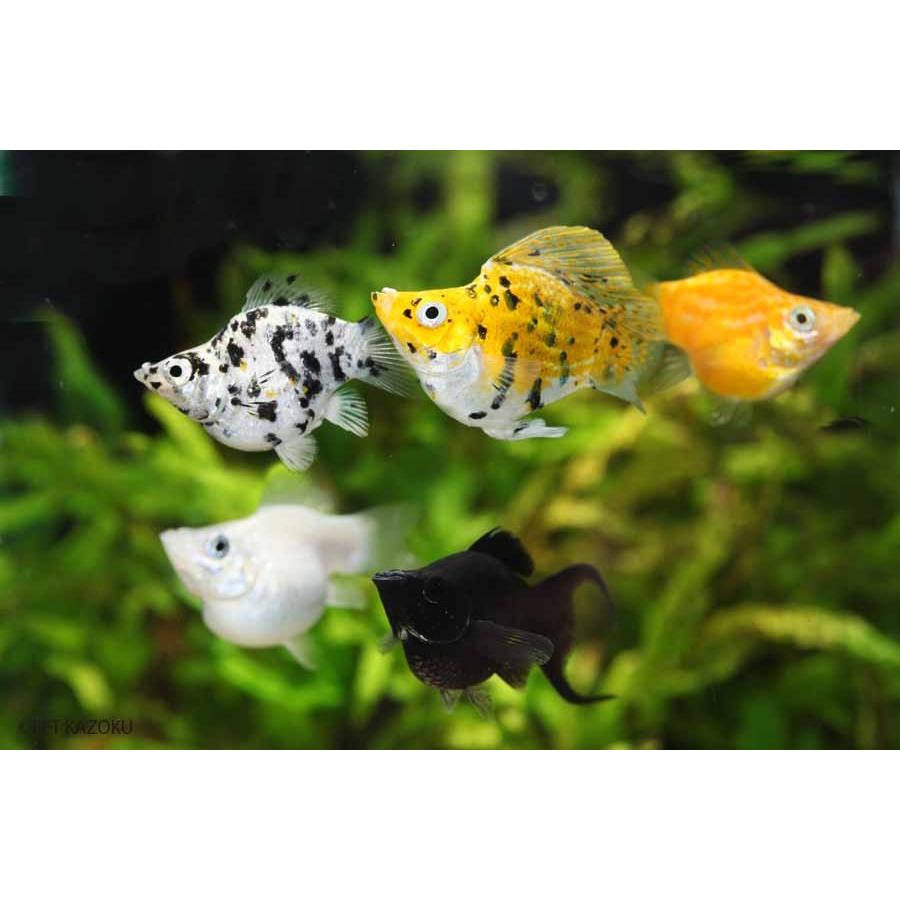 熱帯魚 バルーンモーリー・色ミックス 3匹 :10008903:未来アクアリウムヤフー店 - 通販 - Yahoo!ショッピング