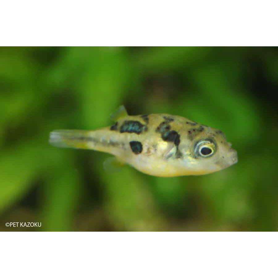 アベニーパファー 5匹 未来アクアリウムヤフー店 通販 Yahoo ショッピング