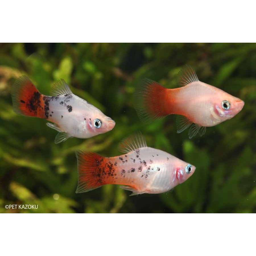 紅白キャリコプラティ 1匹 未来アクアリウムヤフー店 通販 Yahoo ショッピング