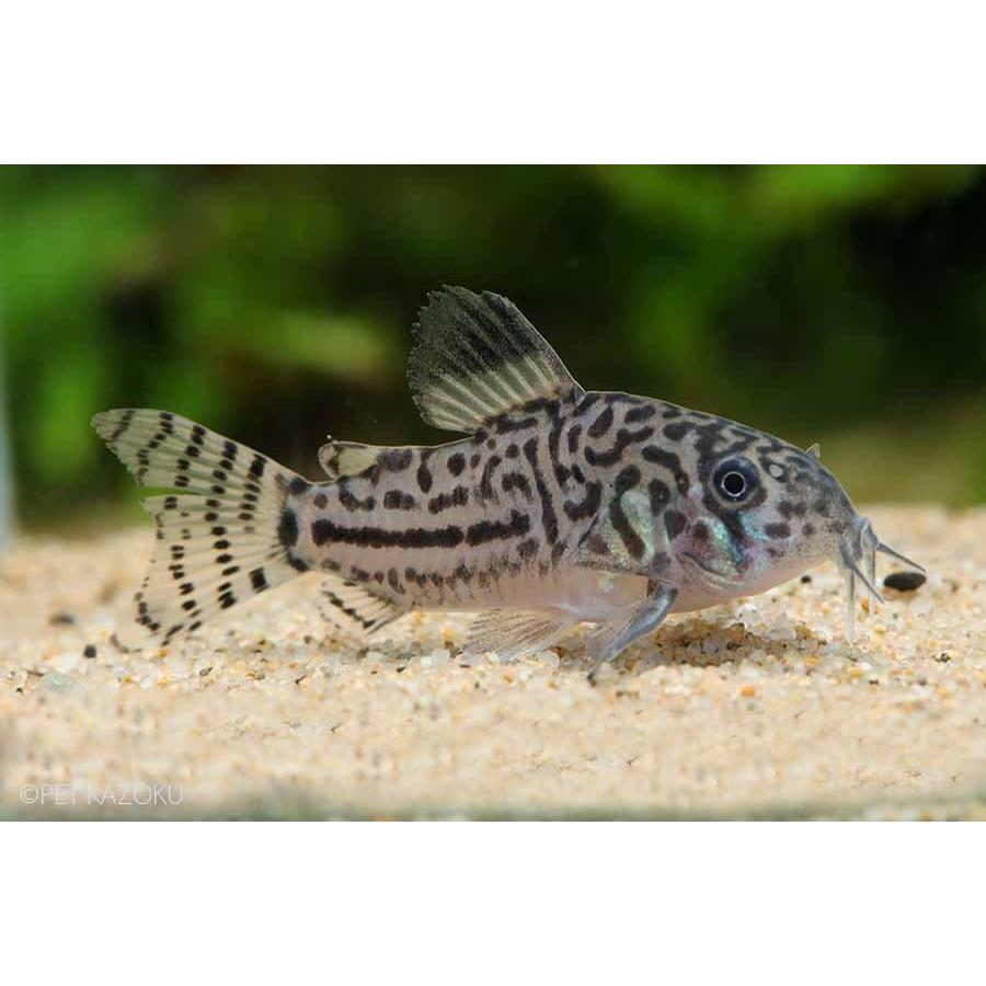 コリドラス ジュリー 3匹 3 4cm程度 未来アクアリウムヤフー店 通販 Yahoo ショッピング