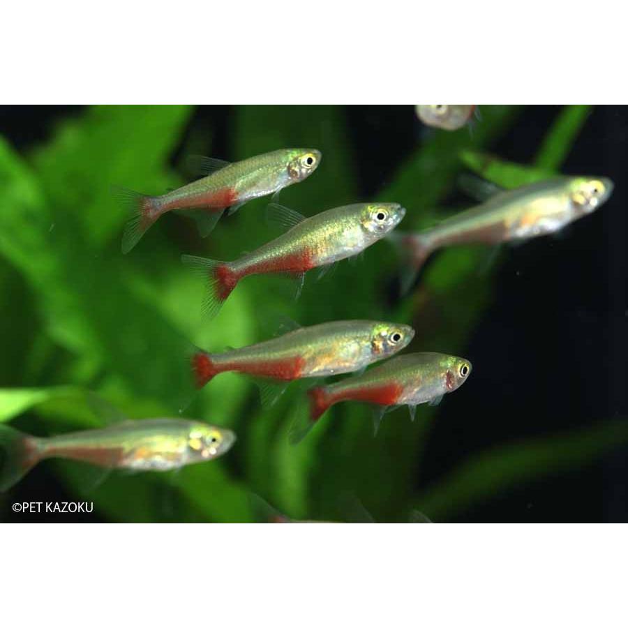 グリーンファイヤーテトラ 5匹 2 5 3cm程度 未来アクアリウムヤフー店 通販 Yahoo ショッピング