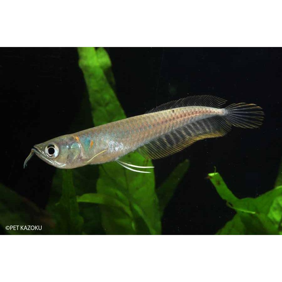 シルバーアロワナ Sm 1匹 ６ ７cm程度 観賞魚 魚 アクアリウム 熱帯魚 ペット ワイルド 古代魚 未来アクアリウムヤフー店 通販 Yahoo ショッピング