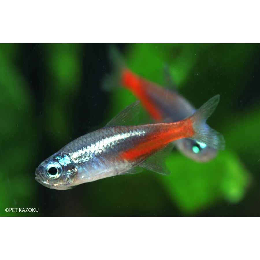ブルーダイヤモンドネオンテトラ 10匹 2 3cm程度 未来アクアリウムヤフー店 通販 Yahoo ショッピング