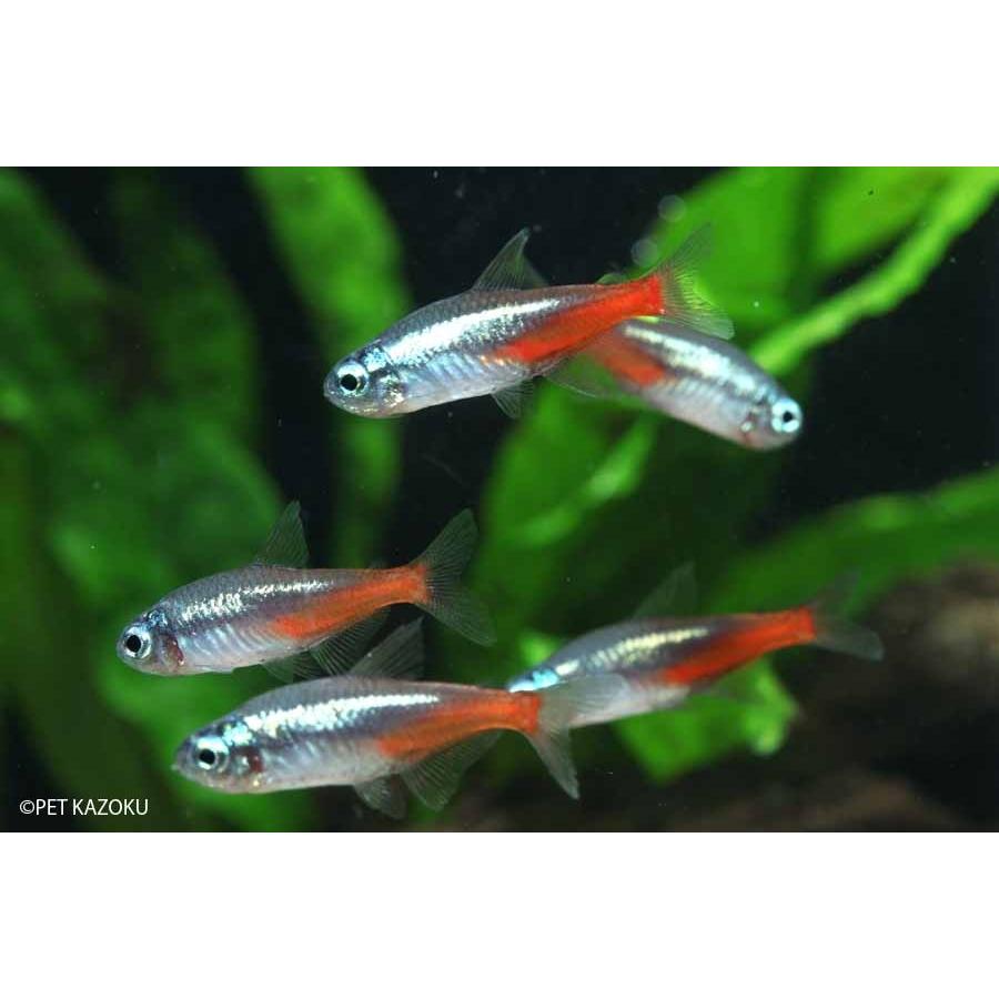 ブルーダイヤモンドネオンテトラ 10匹 2 3cm程度 未来アクアリウムヤフー店 通販 Yahoo ショッピング
