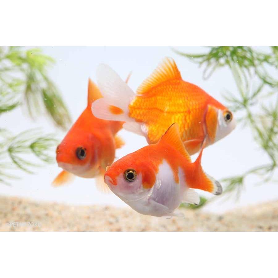 福だるま 埼玉 3匹 5 6cm程度 金魚 魚 観賞魚 アクアリウム ペット 未来アクアリウムヤフー店 通販 Yahoo ショッピング