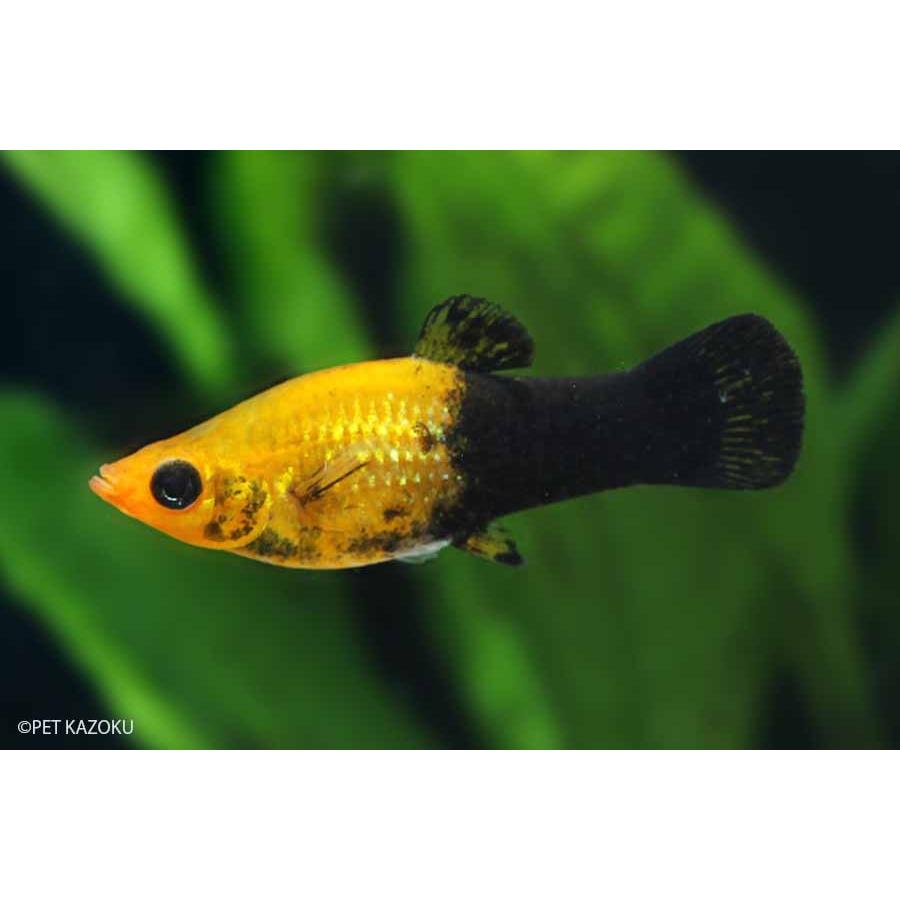 キャラメルモーリー 1匹 未来アクアリウムヤフー店 通販 Yahoo ショッピング