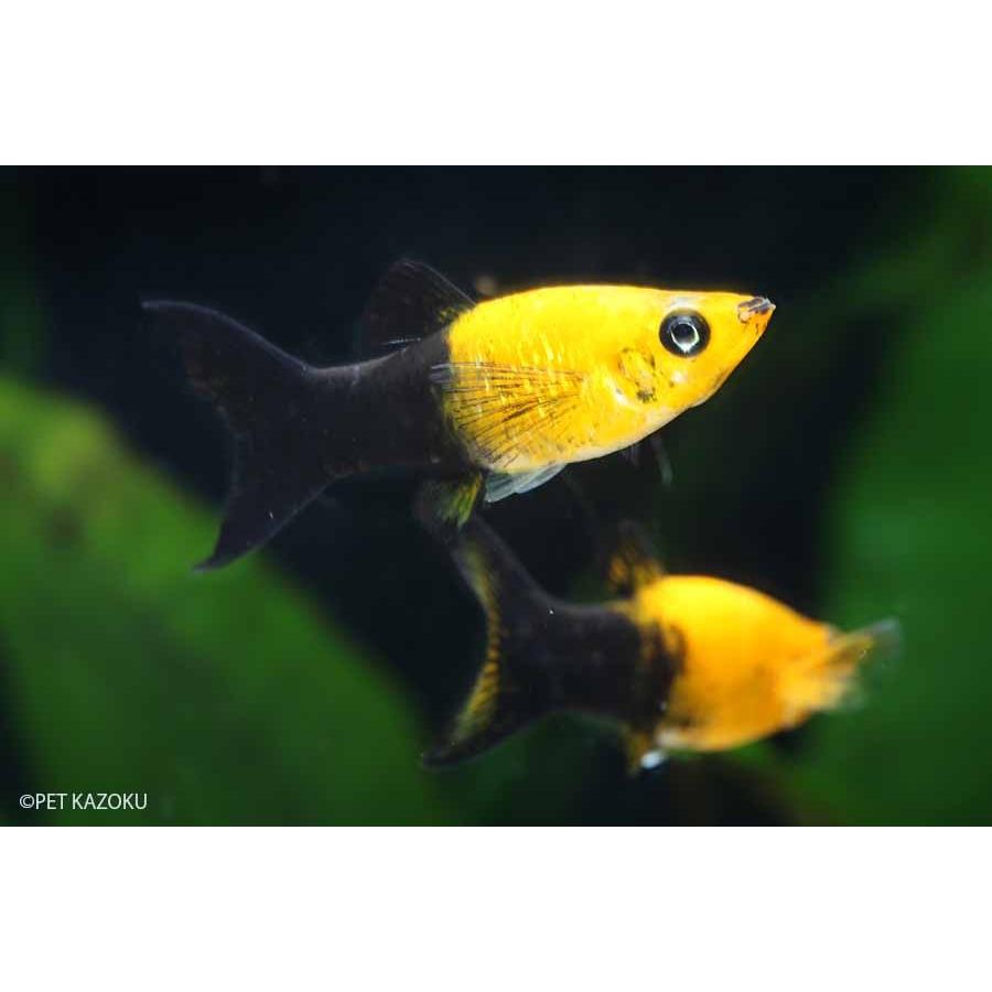 キャラメルライヤーモーリー 1匹 未来アクアリウムヤフー店 通販 Yahoo ショッピング