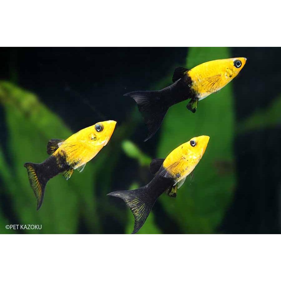 キャラメルライヤーモーリー 1匹 未来アクアリウムヤフー店 通販 Yahoo ショッピング