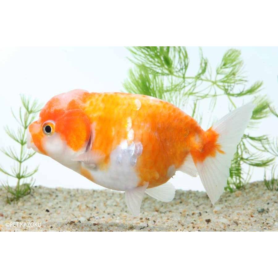 金魚 桜錦 三歳 破格値下げ