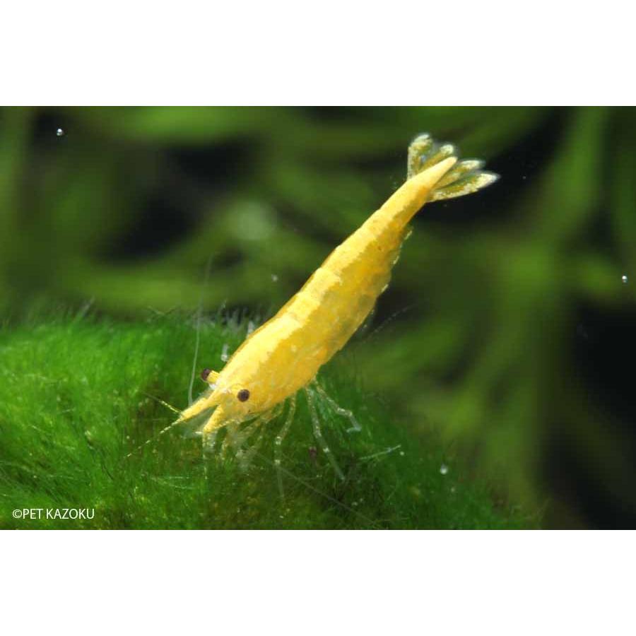 ゴールデンストライプシュリンプ 10匹 1 1 5cm程度 未来アクアリウムヤフー店 通販 Yahoo ショッピング