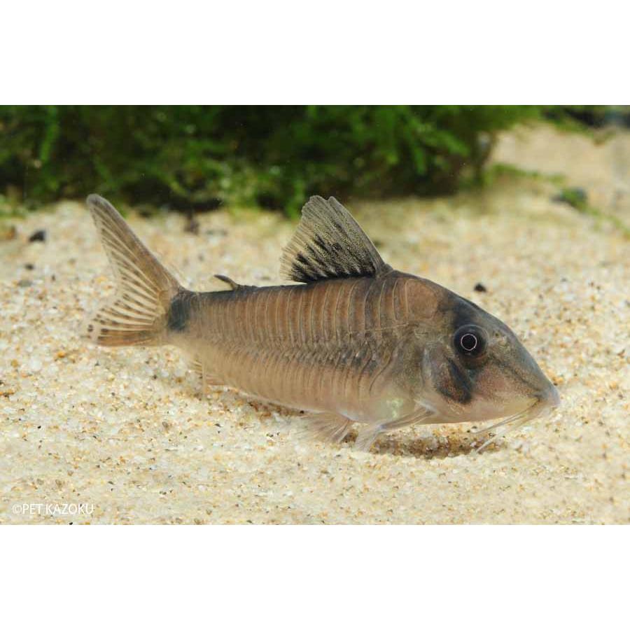 コリドラス シムラータス 1匹 未来アクアリウムヤフー店 通販 Yahoo ショッピング