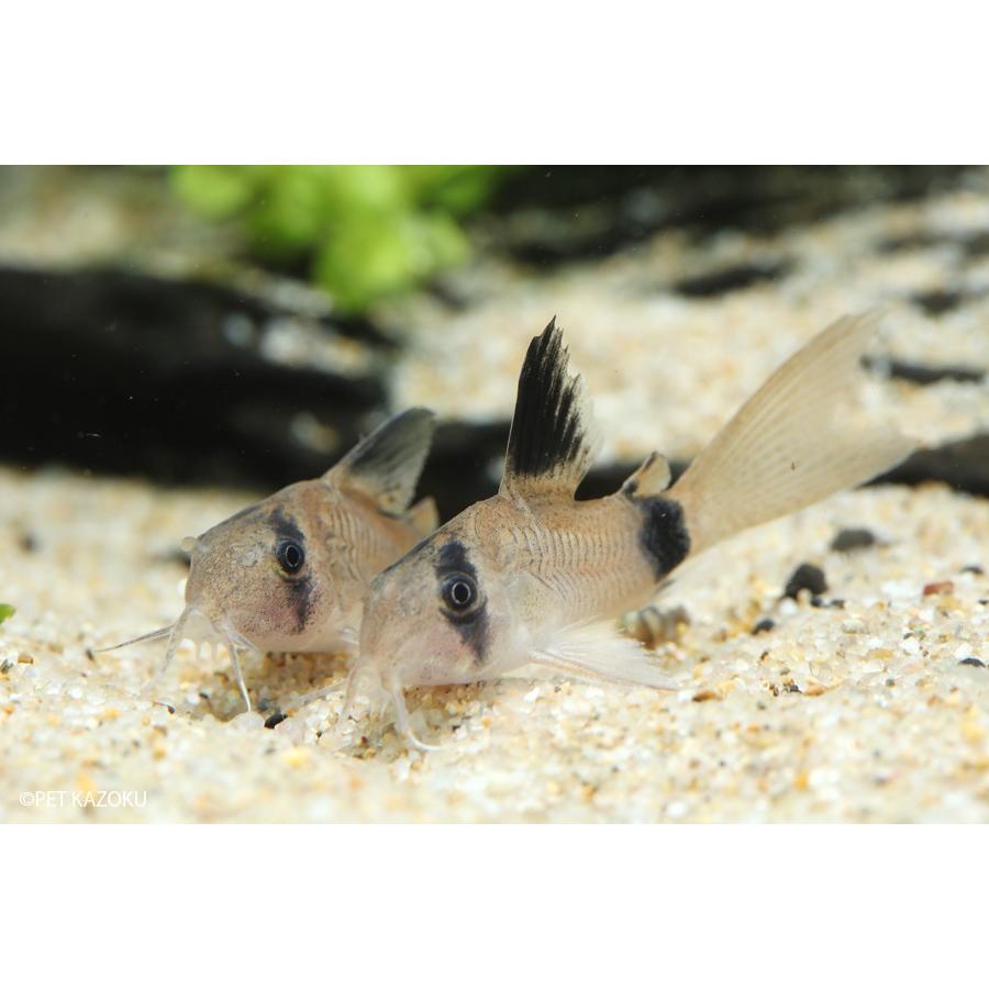 コリドラス ロングフィンパンダ 1匹 3 4cm程度 観賞魚 魚 アクアリウム 熱帯魚 ペット 未来アクアリウムヤフー店 通販 Yahoo ショッピング