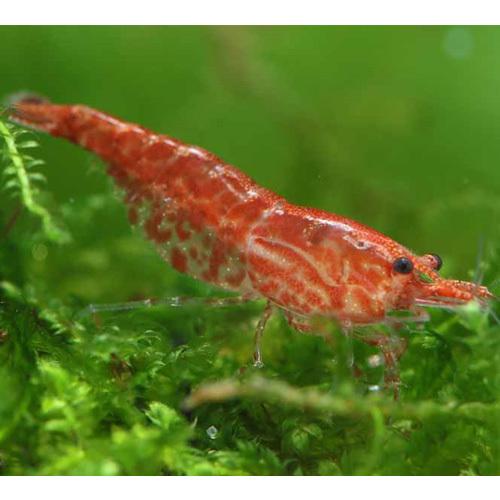 熱帯魚 シュリンプ レッドチェリーシュリンプ 1匹 未来アクアリウムヤフー店 通販 Yahoo ショッピング