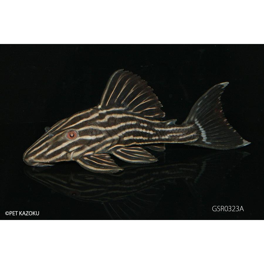 未使用 熱帯魚 ゴールデンサンダーロイヤルプレコ ｓサイズ ジャマンシン産 ワイルド １匹 北海道航空便要保温 沖縄別途送料 人気の Www Dpmptsp Acehprov Go Id