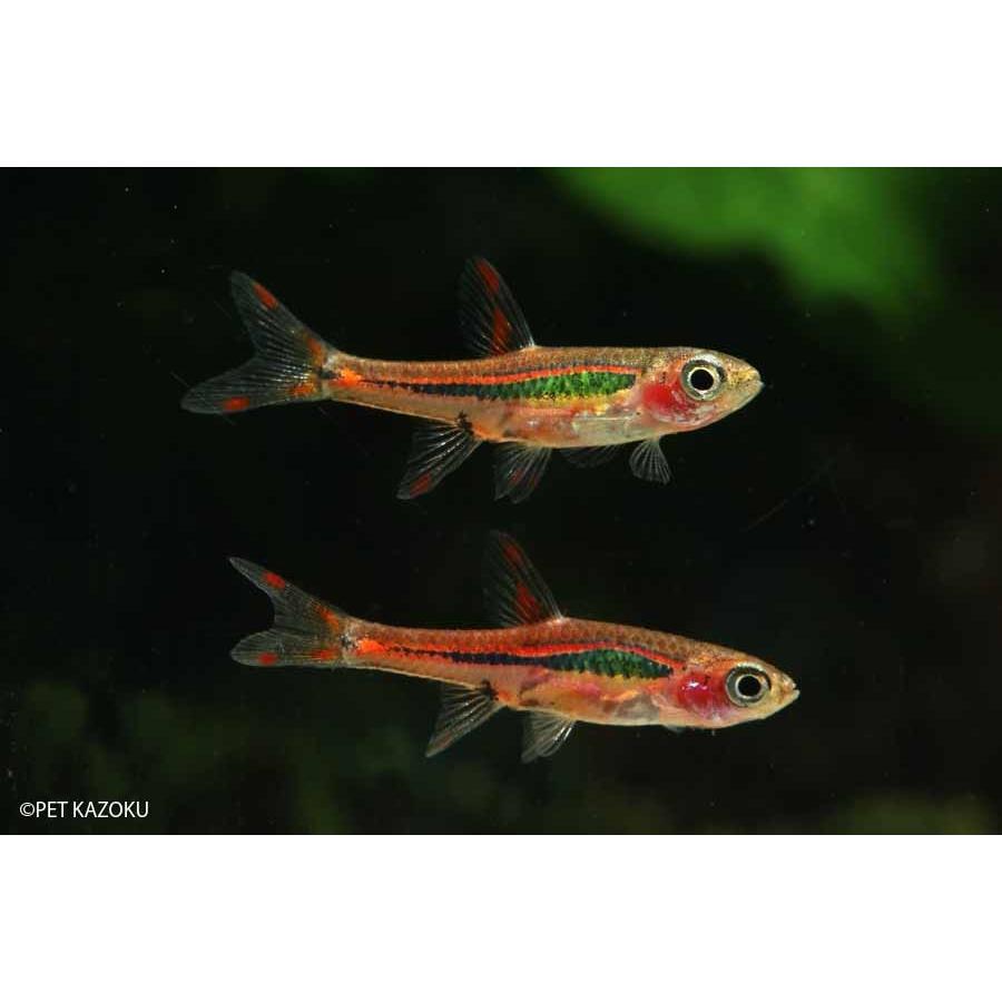 ボララス ブリジッタエ 1匹 未来アクアリウムヤフー店 通販 Yahoo ショッピング