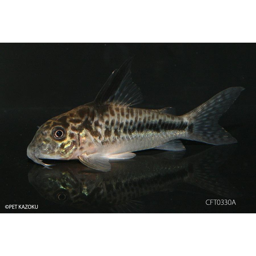 SALE コリドラス・フィラメントーサス CFT0330A