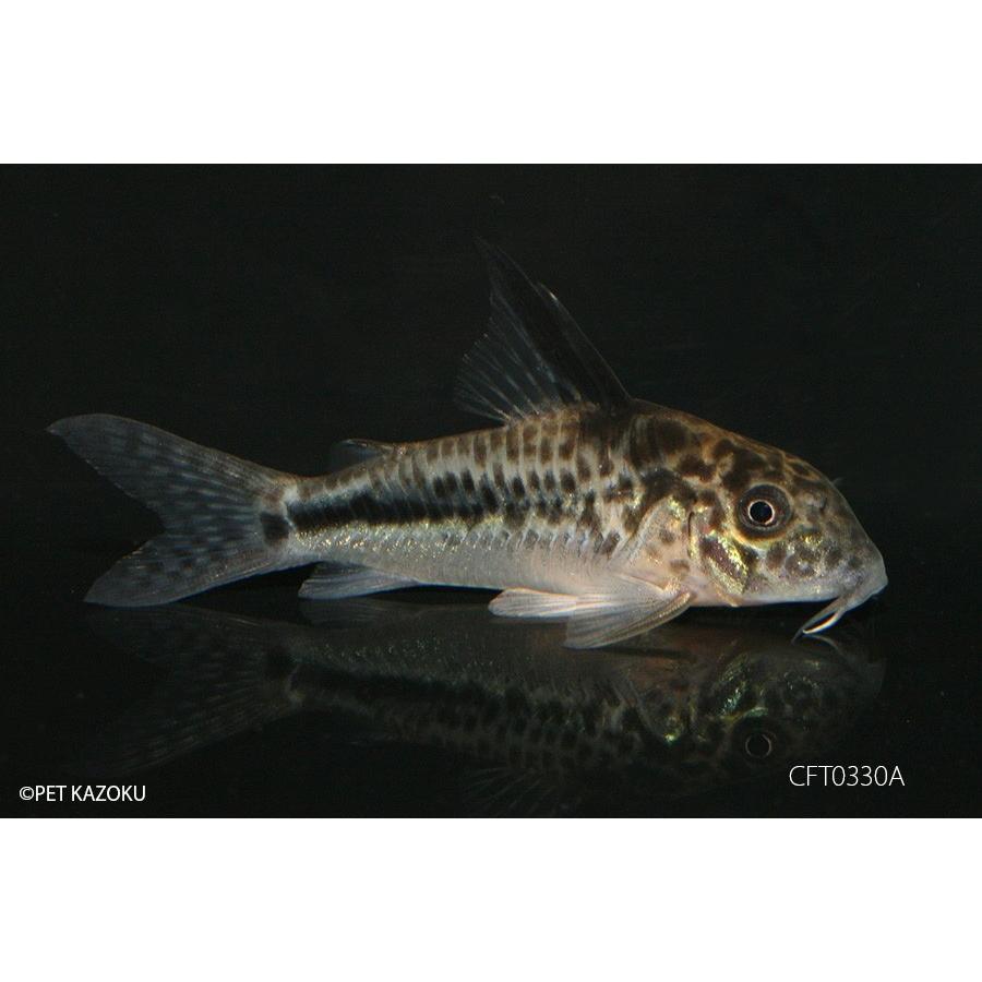 SALE コリドラス・フィラメントーサス CFT0330A 