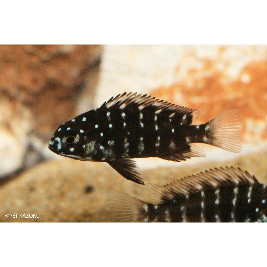 トロフェウス ドゥボイシー S 1匹 未来アクアリウムヤフー店 通販 Yahoo ショッピング