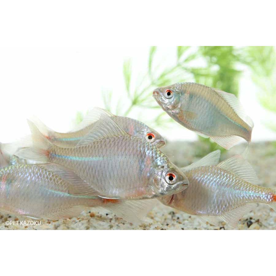 タイリクバラタナゴ Sm 1匹 3 4cm程度 観賞魚 魚 アクアリウム ペット 未来アクアリウムヤフー店 通販 Yahoo ショッピング