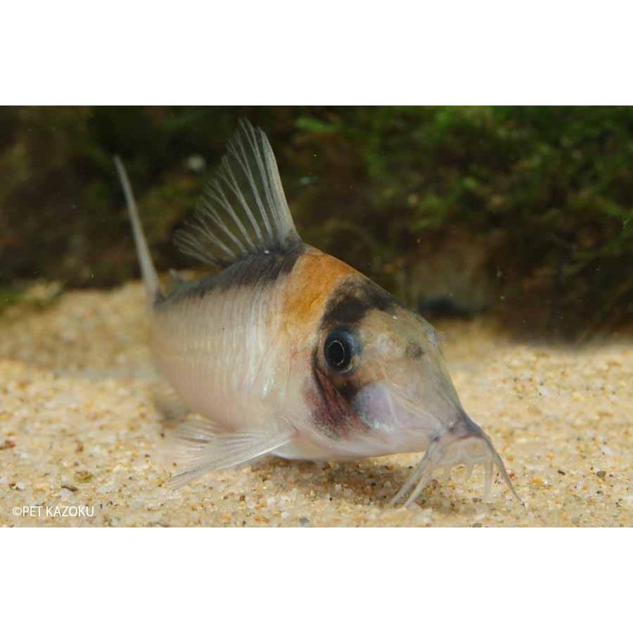 コリドラス イミテーター 1匹 未来アクアリウムヤフー店 通販 Yahoo ショッピング